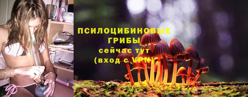 Псилоцибиновые грибы Psilocybe  Белокуриха 